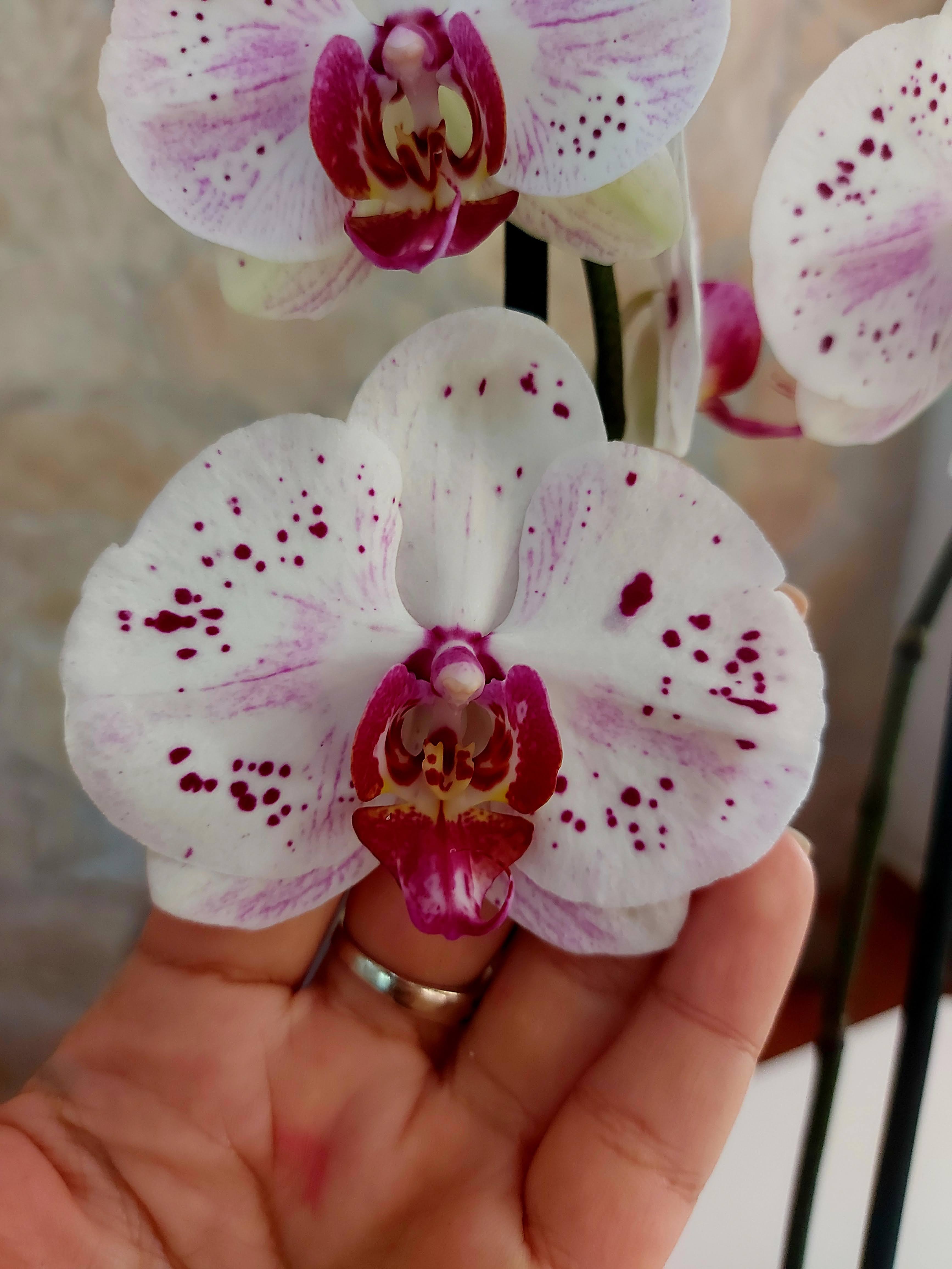 ORQUIDEA PHALAENOPSIS