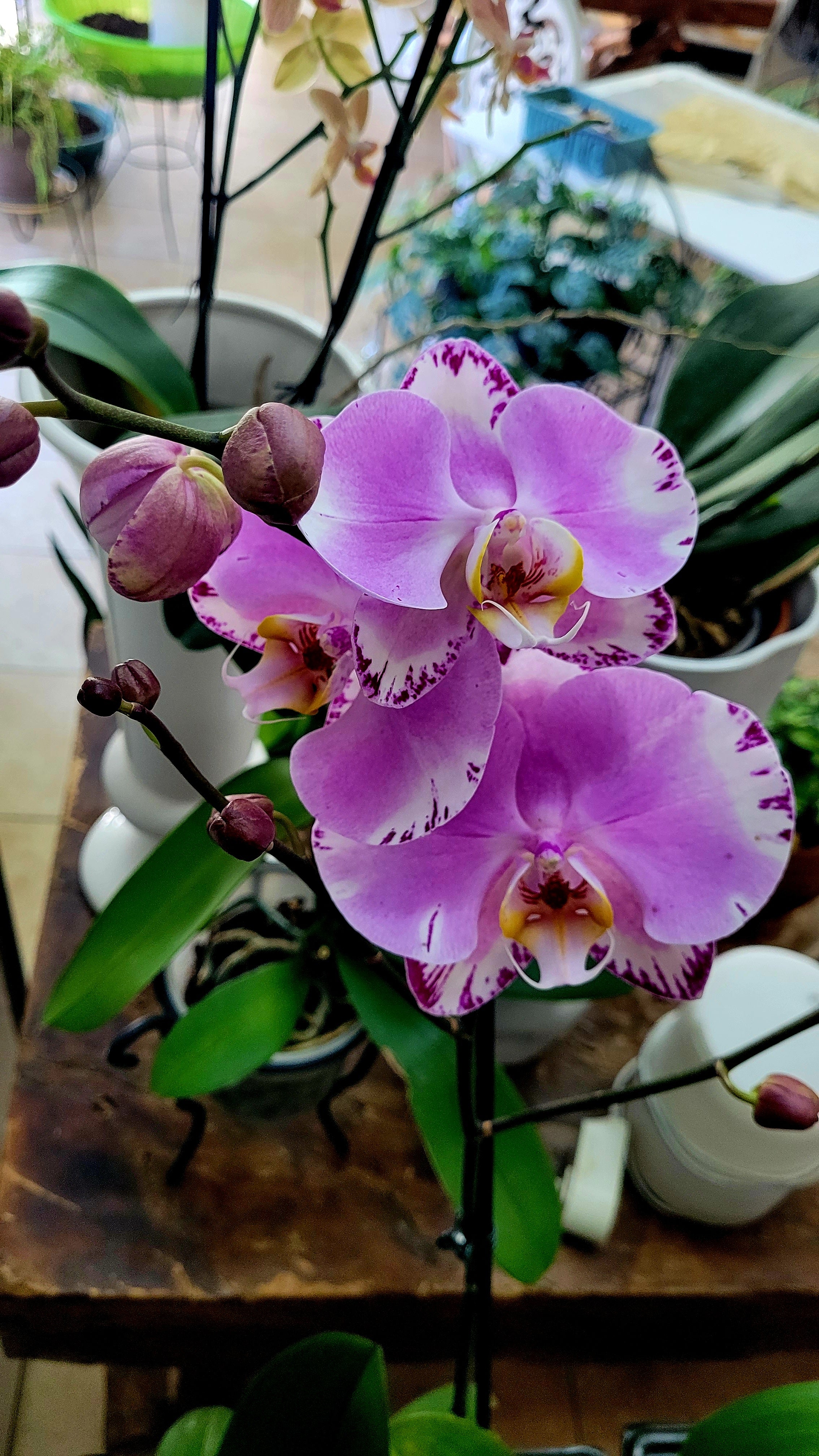 ORQUIDEA PHALAENOPSIS
