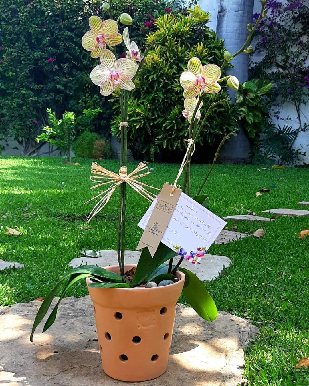 MACETA DE BARRO PARA ORQUIDEAS