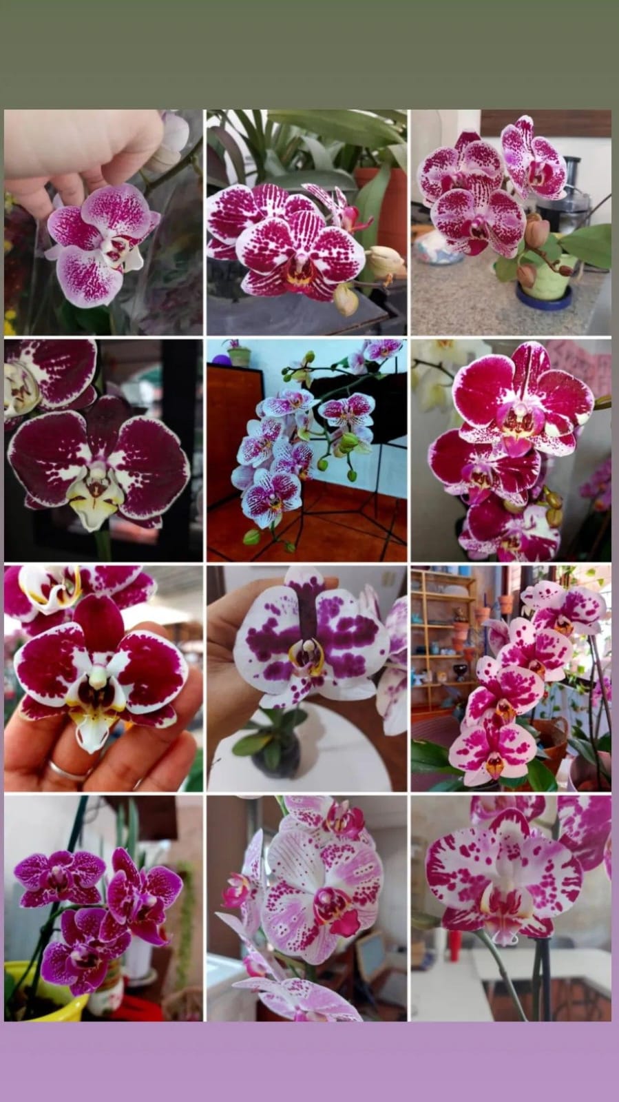 ORQUIDEA PHALAENOPSIS