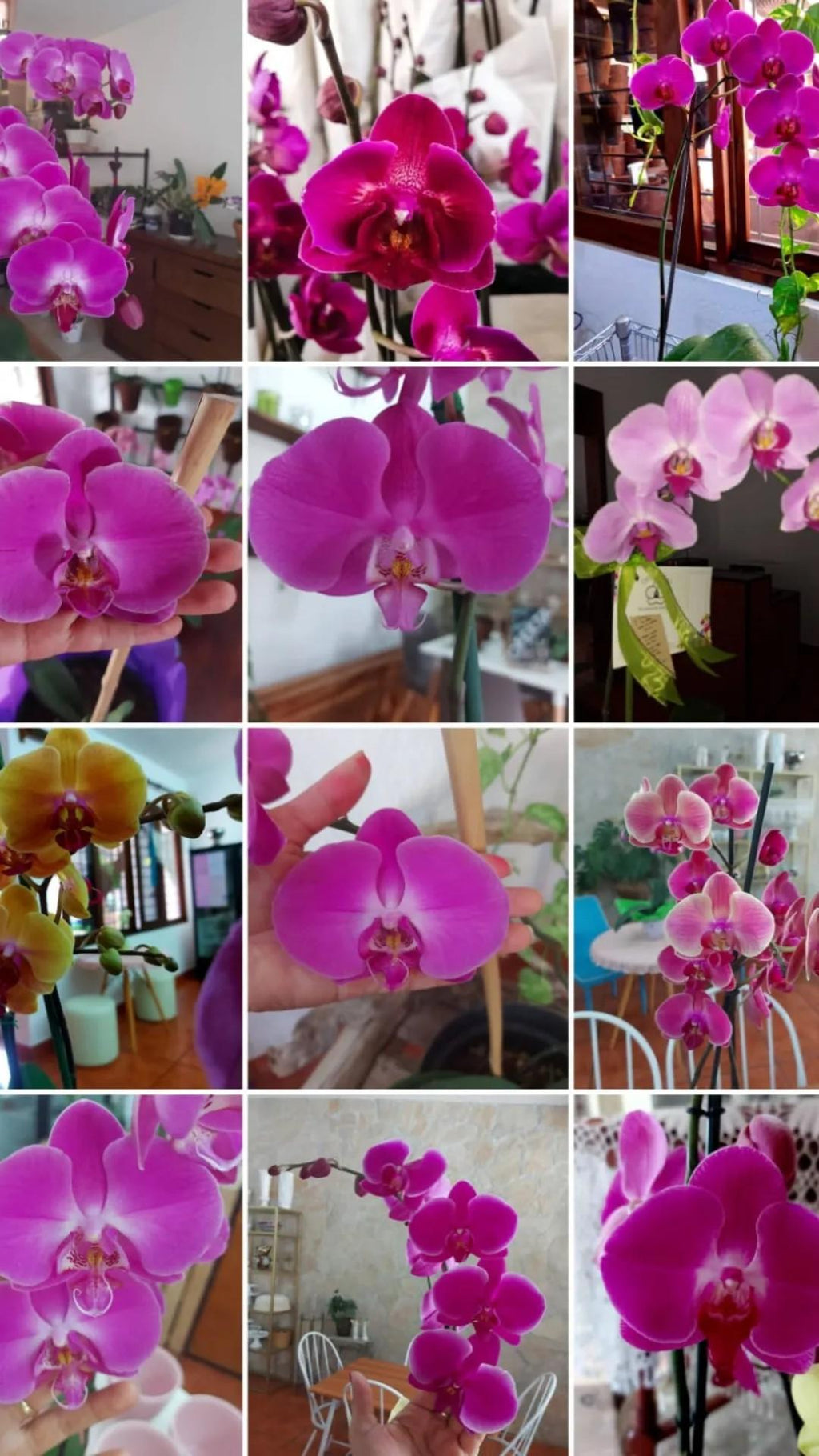 ORQUIDEA PHALAENOPSIS