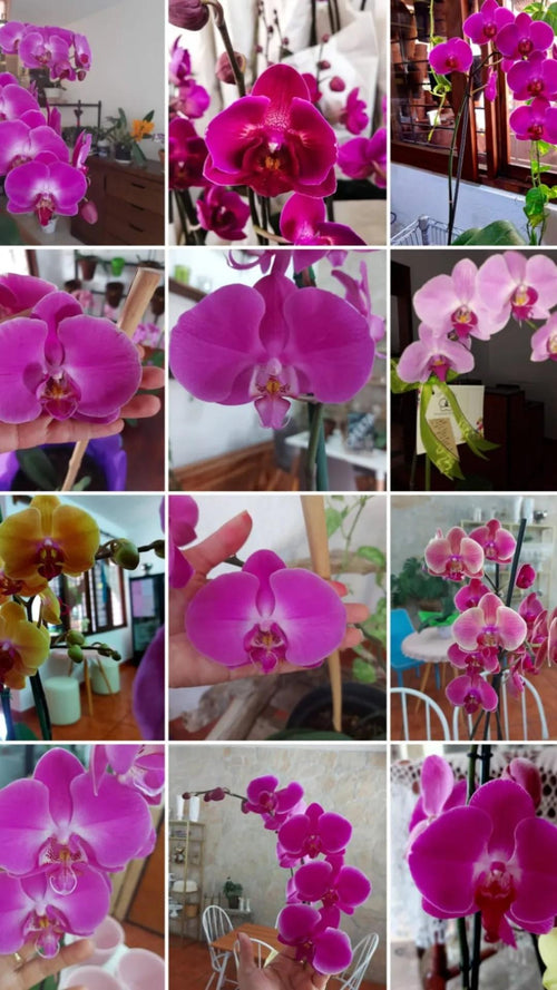ORQUIDEA PHALAENOPSIS