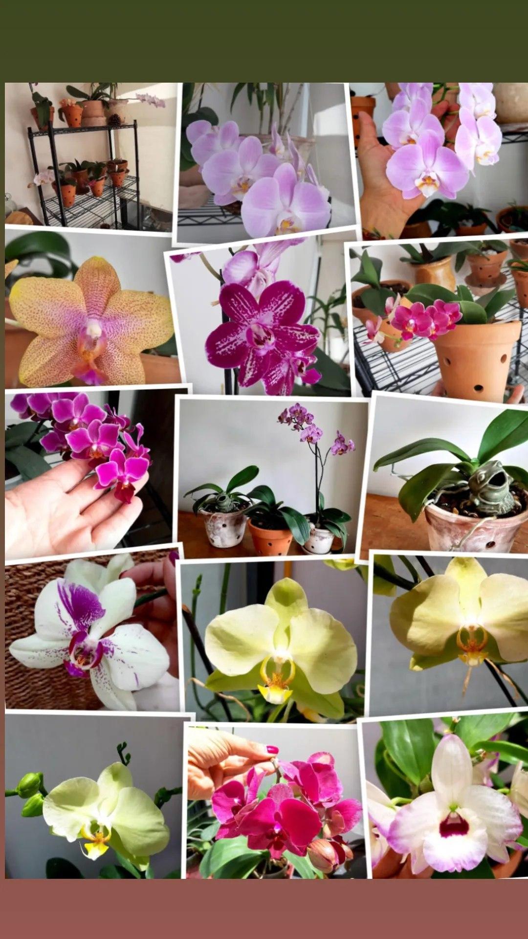 ORQUIDEA PHALAENOPSIS