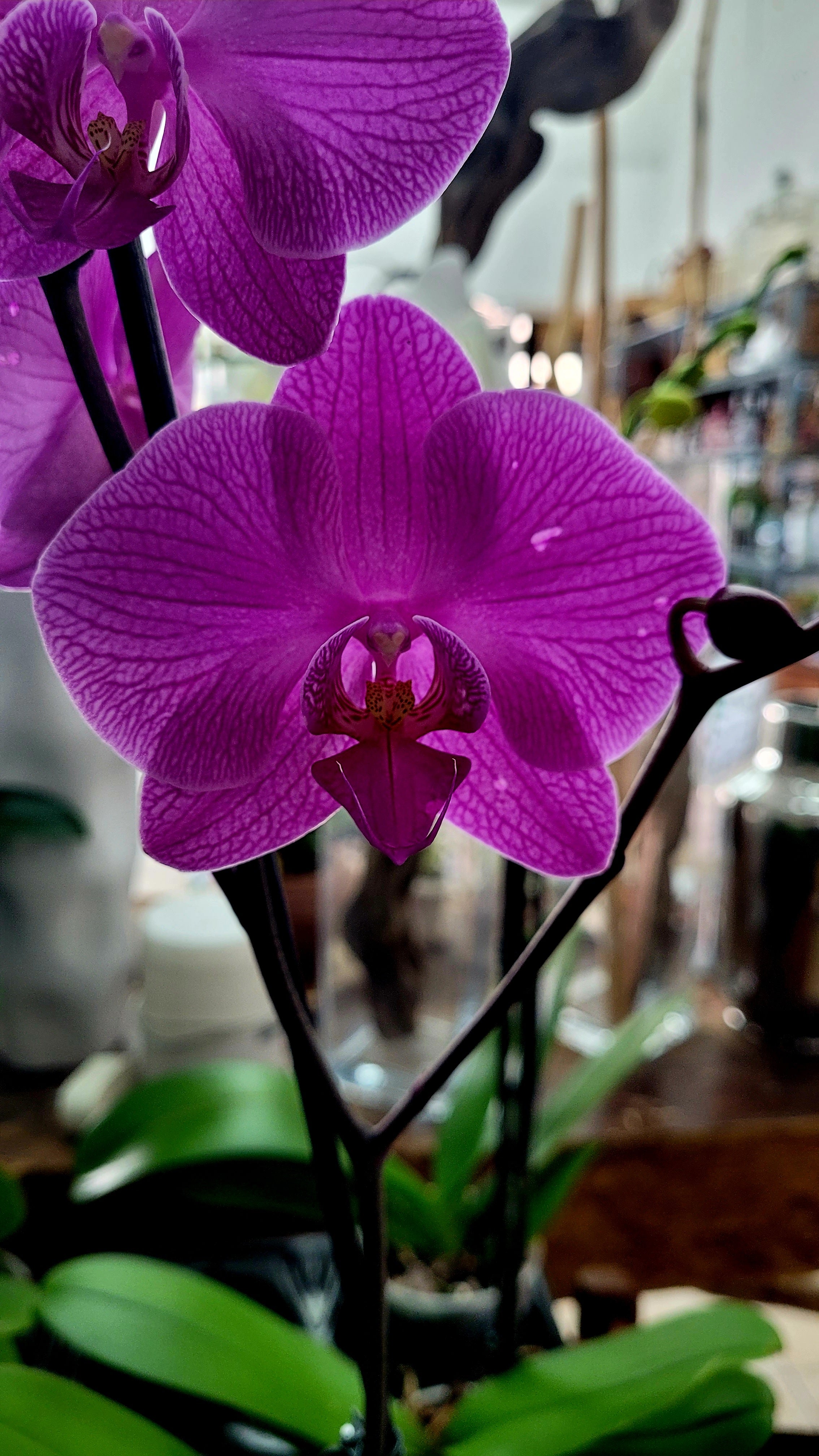ORQUIDEA PHALAENOPSIS