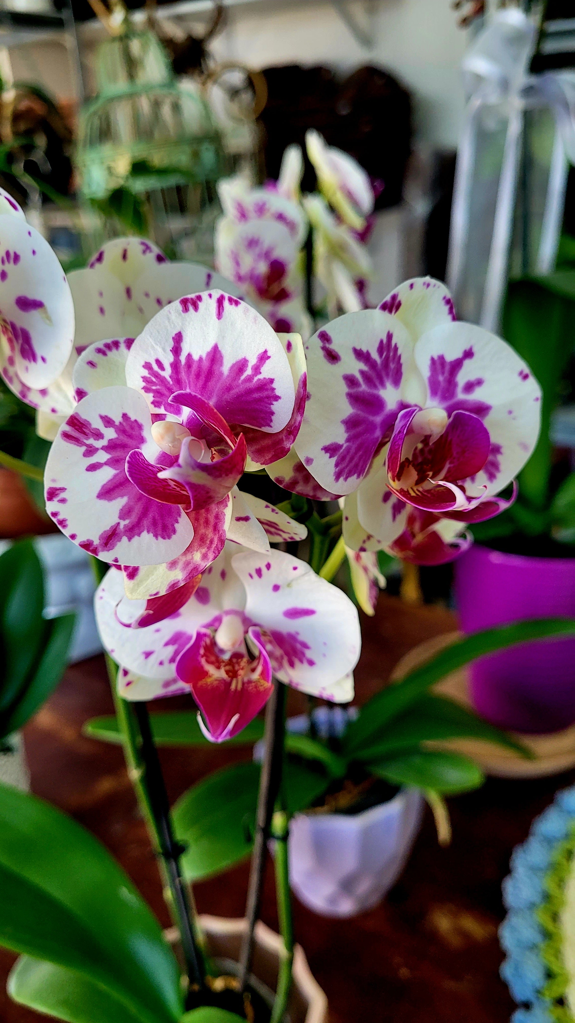 ORQUIDEA PHALAENOPSIS