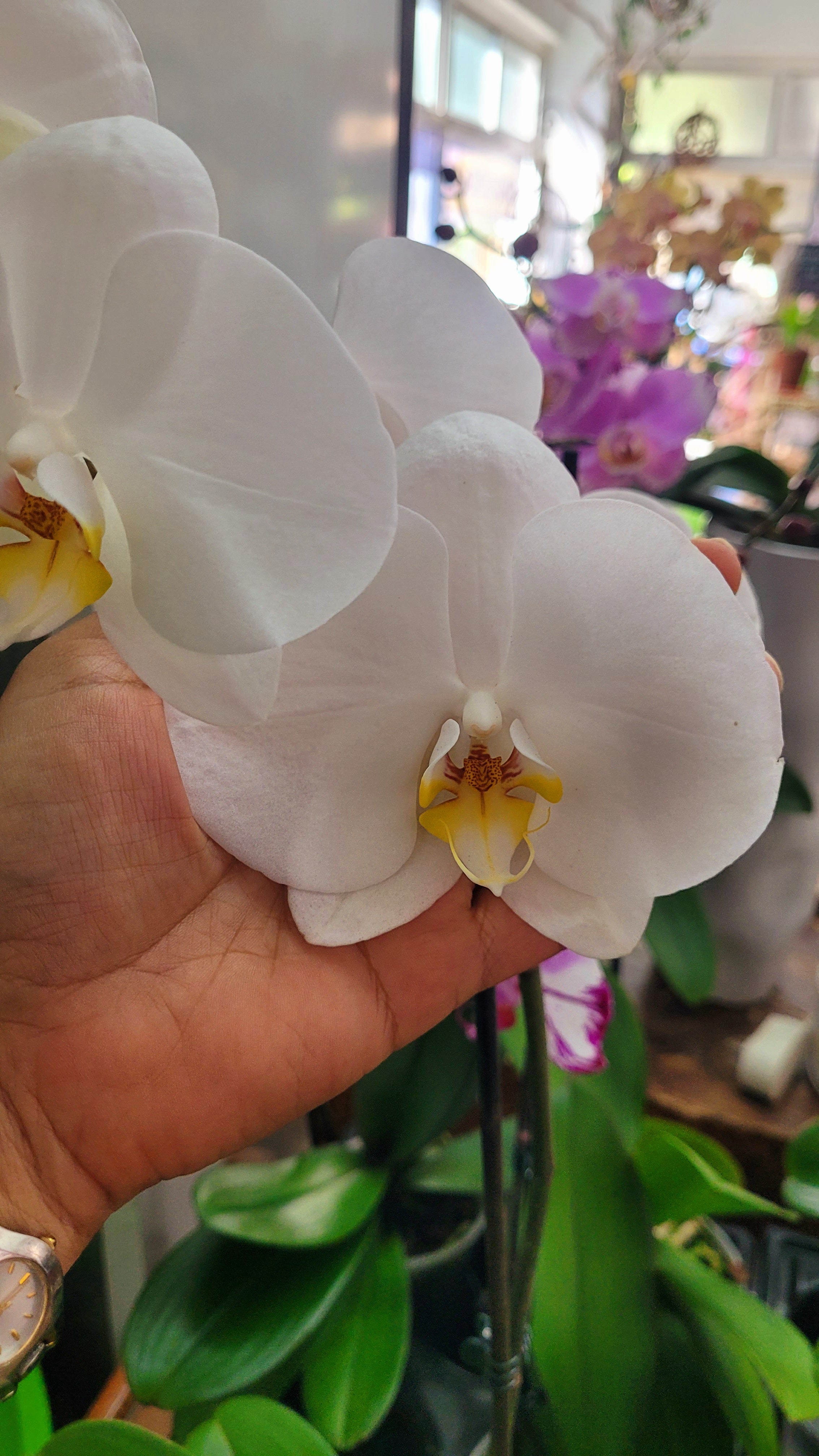 ORQUIDEA PHALAENOPSIS