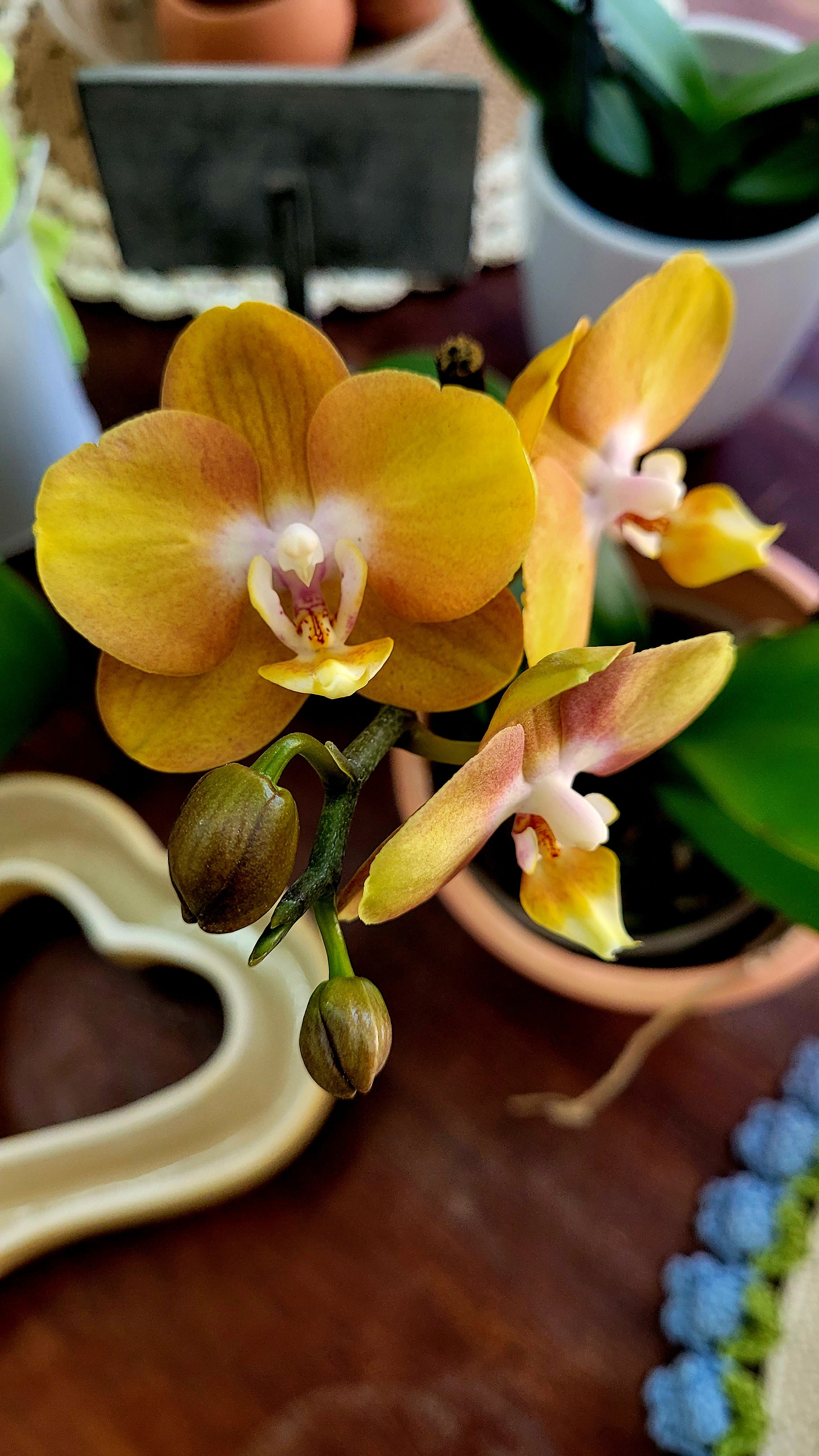 ORQUIDEA PHALAENOPSIS