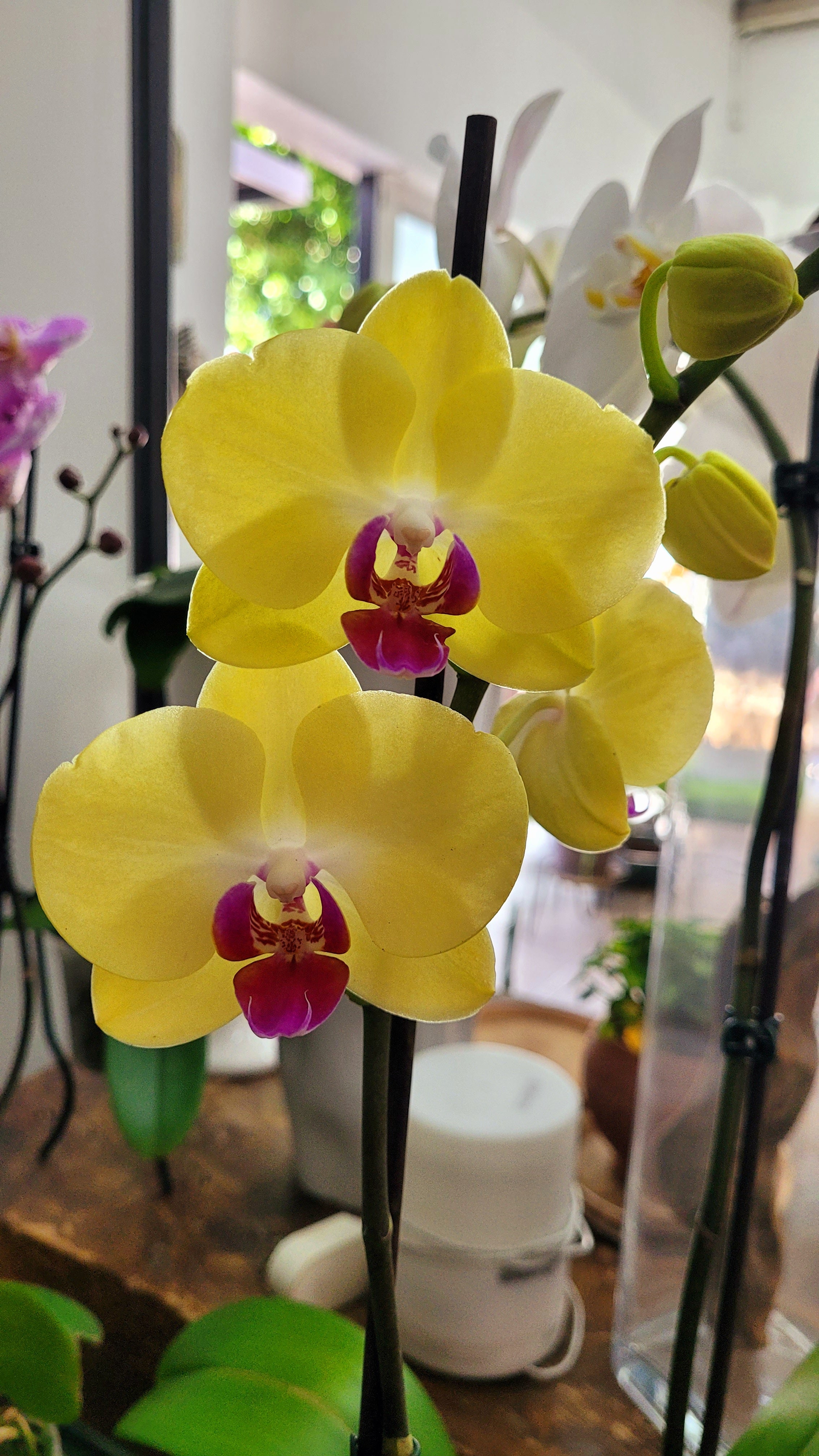 ORQUIDEA PHALAENOPSIS